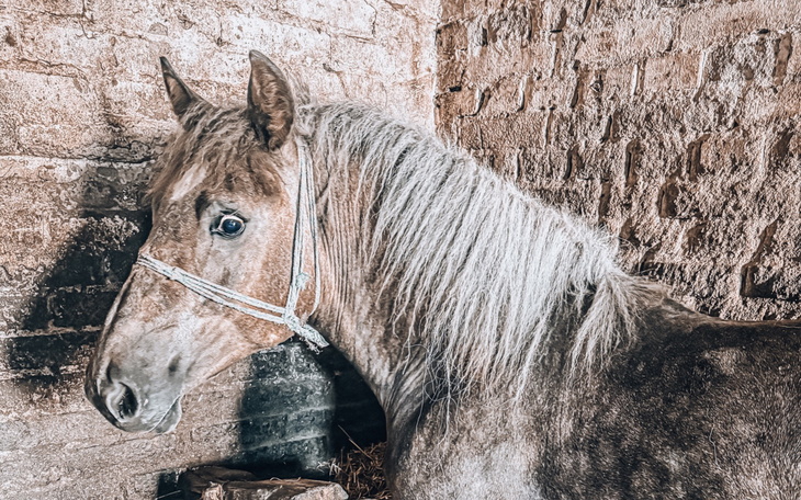 Koń w stajni, z długą grzywą.