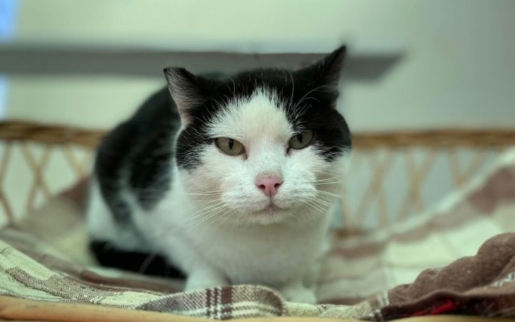 Zbiórka Preparaty na odrobaczenie - zdjęcie główne