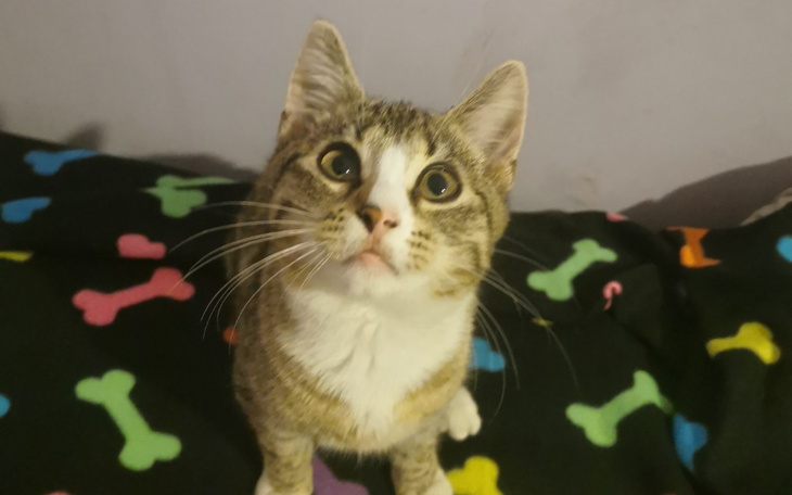 Zbiórka Zbieramy na karmę dla kociąt - zdjęcie główne