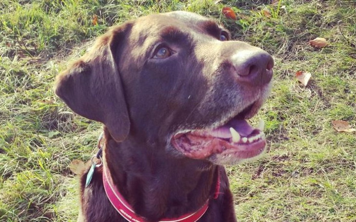 Zbiórka Proszę uratuj Banana - zdjęcie główne