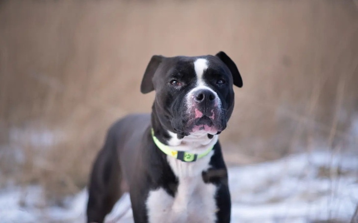 Zbiórka Leczenie psa Bonusa - zdjęcie główne