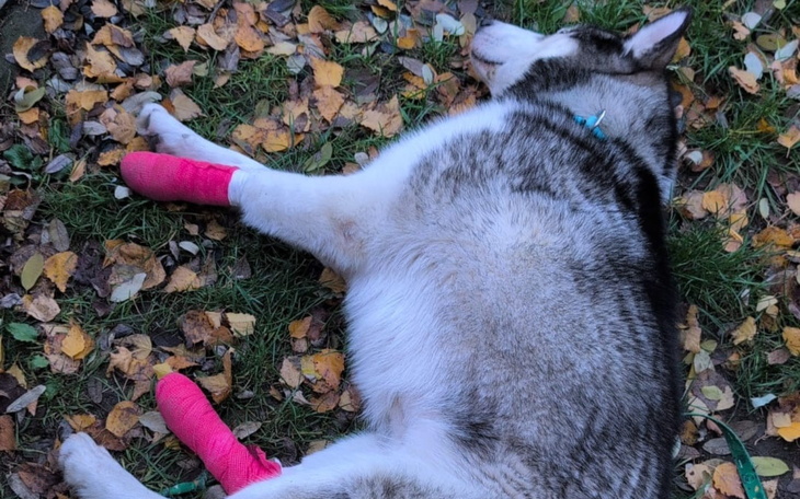 Husky leży na trawie z różowymi bandażami na łapach.