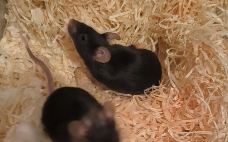 Dwa myszy w ich naturalnym środowisku w klatce.