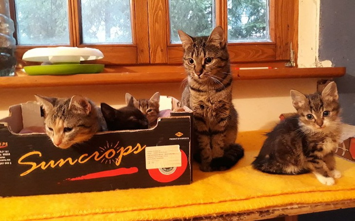 Zbiórka Urodzinowa zbiórka Faustyny - zdjęcie główne