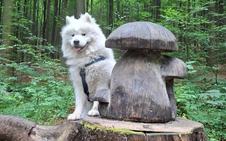 Samojed stojący obok drewnianego grzyba w lesie.