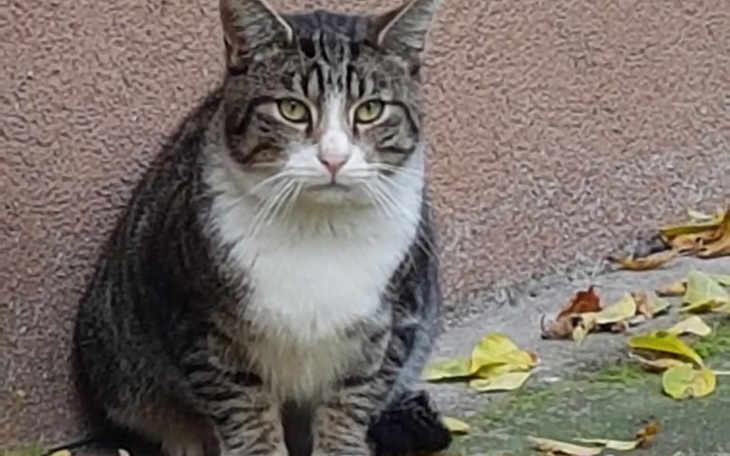 Kot siedzący na ziemi, z wyrazistym spojrzeniem.