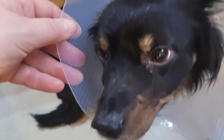 Pies z kołnierzem ochronnym, patrzy na rękę właściciela.