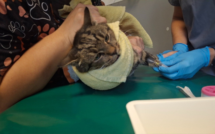 Kot w rękach weterynarza, owinięty w ręcznik, podczas badania.