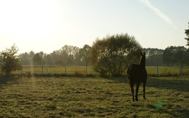 Zbiórka Pomoc dla Olka, Alka, Grubego... - zdjęcie główne
