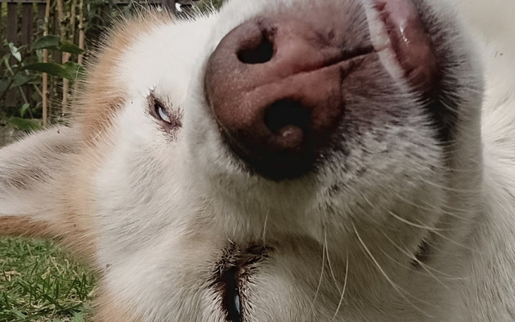 Zbliżenie na uśmiechniętego psa leżącego na trawie.