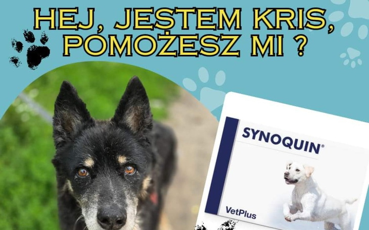 Zbiórka Schoronisko zwierząt I remont - zdjęcie główne