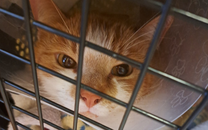 Zbiórka Zbiórka na operację kota Tośka - zdjęcie główne