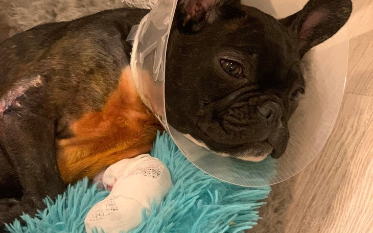 Zbiórka Mia - życie bez bólu - zdjęcie główne