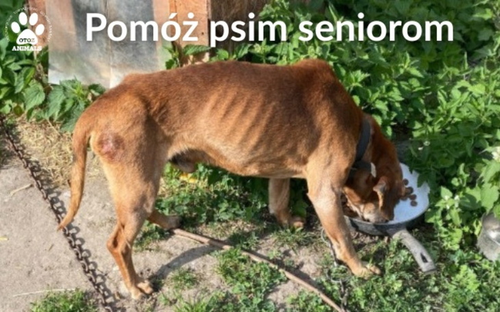 Pies senior jedzący z miski, potrzebuje wsparcia i pomocy.