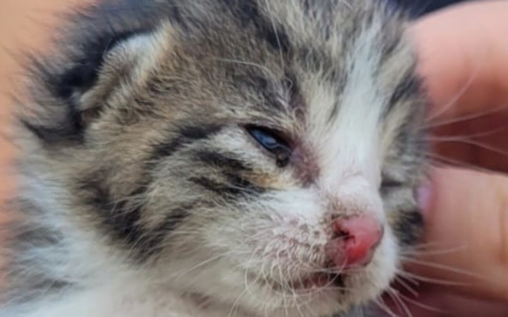 Zbiórka Leczenie Perelki - zdjęcie główne