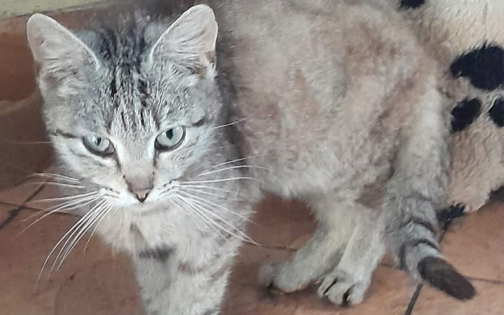 Zbiórka Kocurek Jerzyk prosi o życie - zdjęcie główne