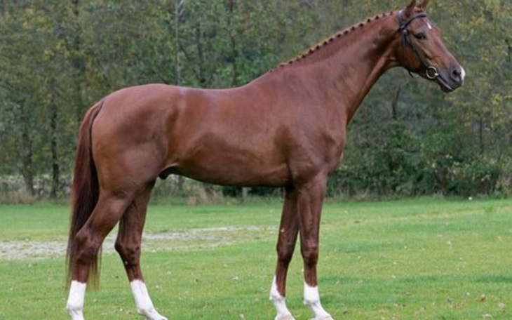 Zbiórka Brakujące pieniądze na siodło - zdjęcie główne