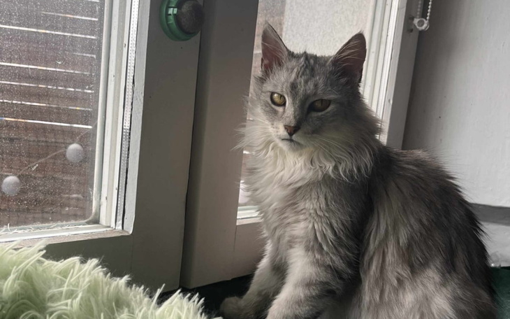 Kot siedzący przy oknie, patrzący na zewnątrz.