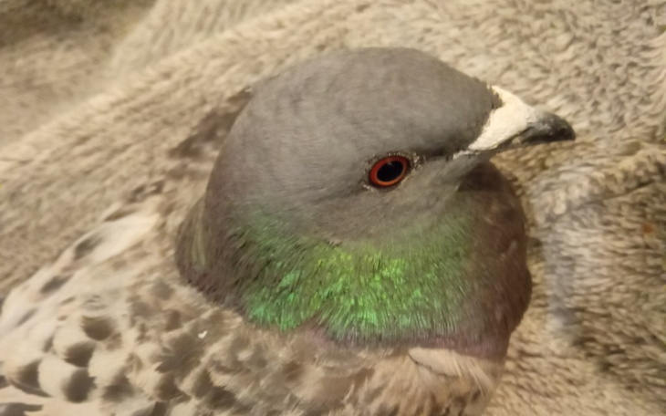 Zbiórka Na nowe życie Kutera - zdjęcie główne