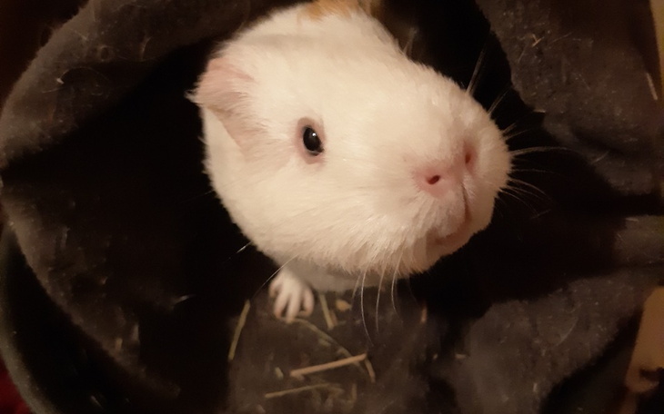 Biały świnek morski, patrzący w obiektyw.