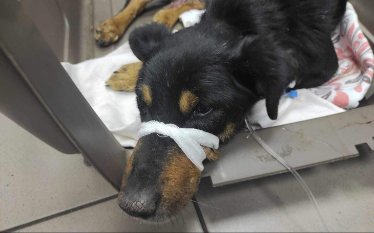 Pies w klinice weterynaryjnej, z opatrunkiem na głowie.