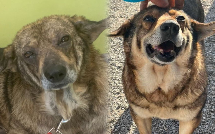 Dwa psy z różnymi wyrazami twarzy, jeden z uśmiechem.