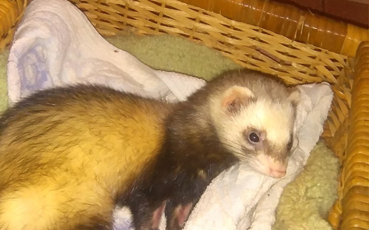 Zbiórka Na ratunek Freci - zdjęcie główne