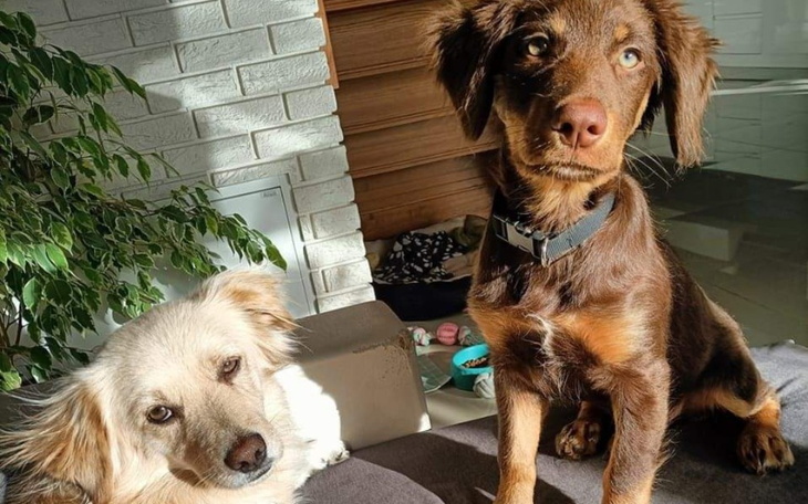 Zbiórka Karma Dla Schronisk.. - zdjęcie główne