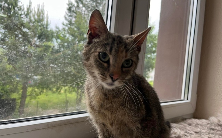 Zbiórka Ciężarna kotka spod Orlenu - zdjęcie główne