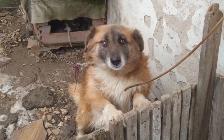 Pies przy płocie, z wyrazem smutku na twarzy.