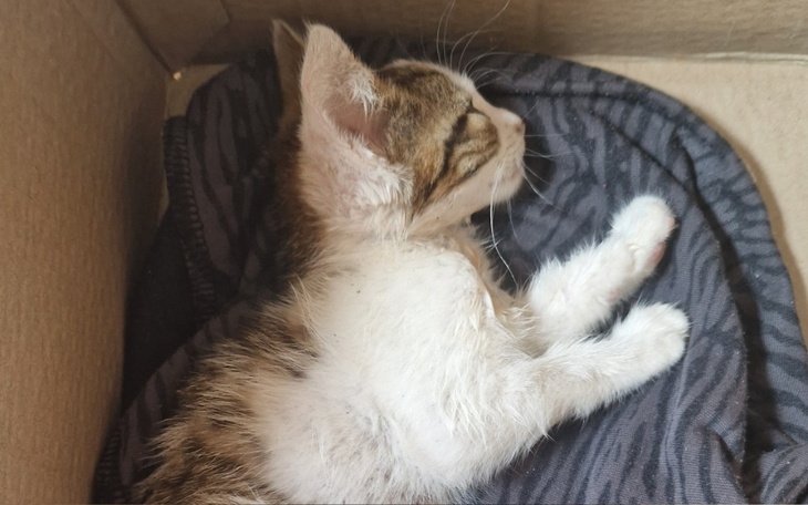 Zbiórka Leczenie kotka znalezionego - zdjęcie główne