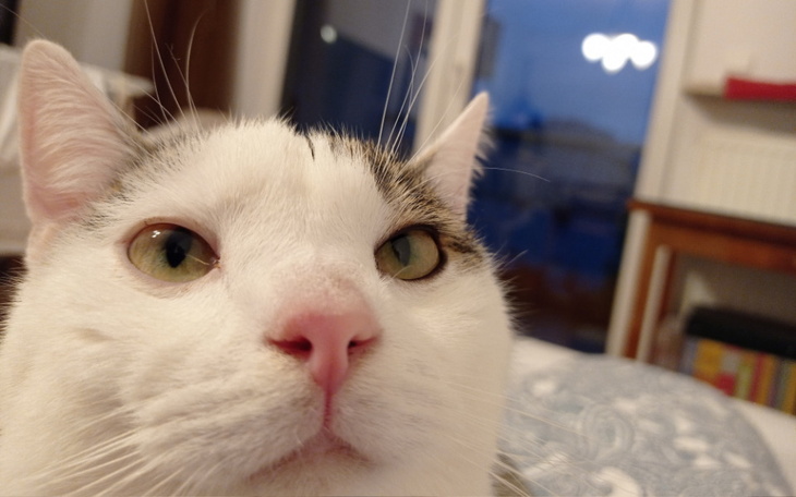 Zbiórka Ratujemy Tonica - zdjęcie główne