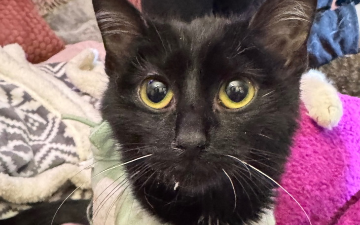 Koty w potrzebie, czekające na nowy dom.