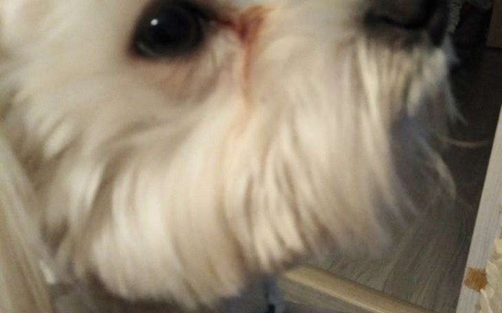 Zbiórka Chory fibi - zdjęcie główne