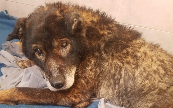 Zbiórka Erni nadzieja na lepsze jutro - zdjęcie główne