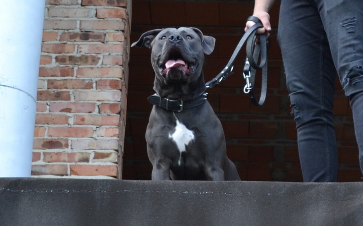 Zbiórka Na behawiorystę dla Hadesa - zdjęcie główne