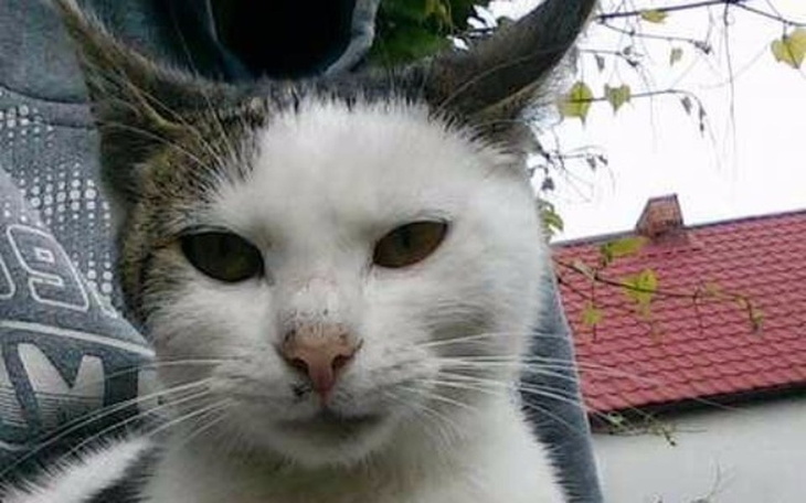 Zbiórka pomoc dla bezdomnej kotki - zdjęcie główne