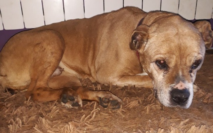 Zbiórka Pomoc dla starej suczki - zdjęcie główne