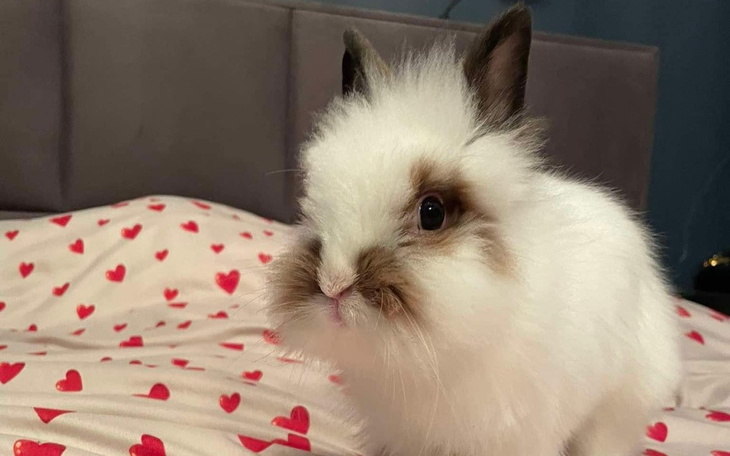 Biały królik z puszystym futrem, na łóżku z serduszkami.