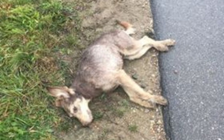 Zbiórka Na transport suni od zmarłej suk - zdjęcie główne