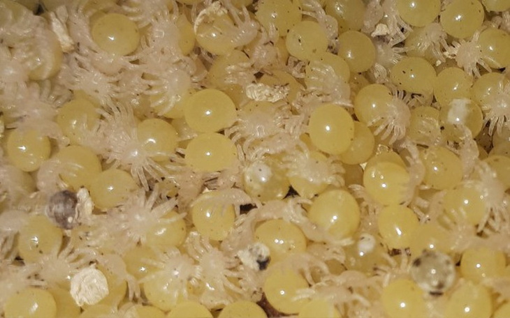 Zbiórka Hodowla ptaszników - zdjęcie główne