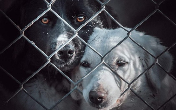 Zbiórka Bieg Wegański dla Korabiewic - zdjęcie główne