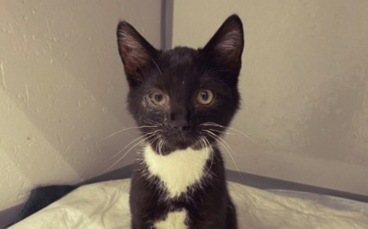 Zbiórka Kociaki z Dzikiej Bandy - zdjęcie główne