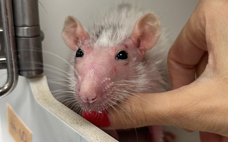 Zbiórka Koszmarna grzybica - zdjęcie główne