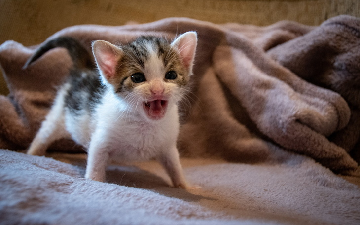 Mały kotek z wyrazem ciekawości, stojący na miękkim kocu.