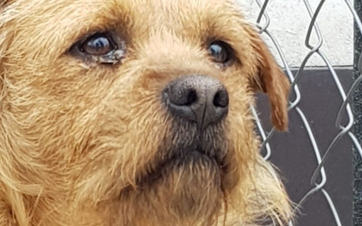 Zbiórka Psiaki bezdomniaki - zdjęcie główne