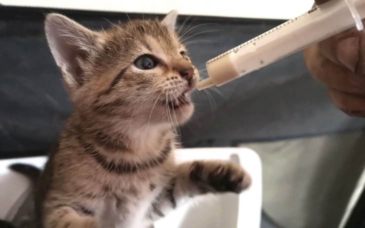 Zbiórka Karma dla przygarniętych kotków - zdjęcie główne