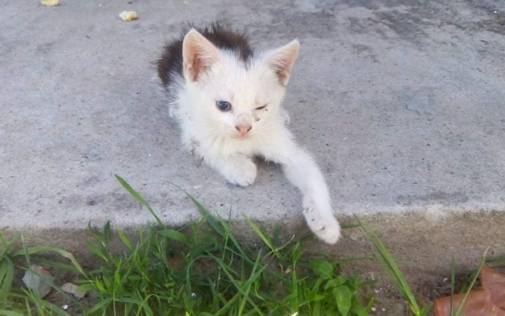 Zbiórka Na ratunek upodlonym - zdjęcie główne