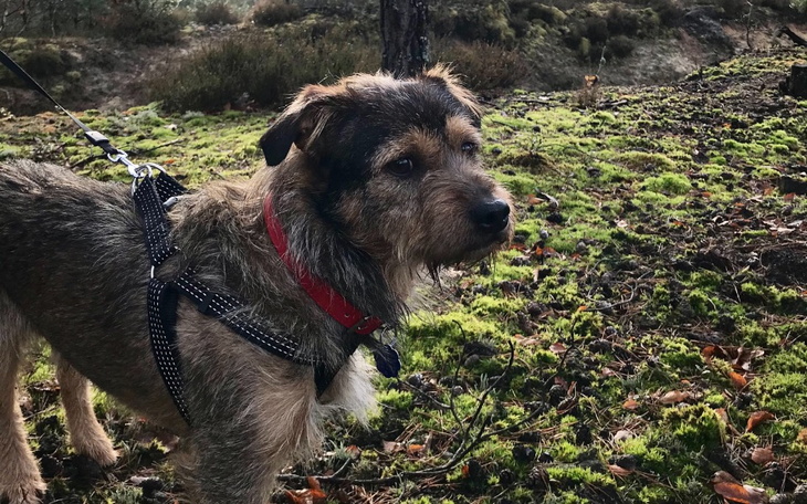 Zbiórka Dla Ciaputka - zdjęcie główne