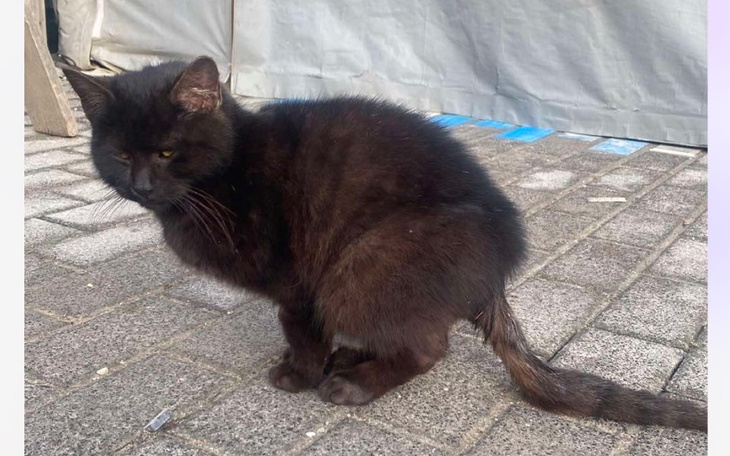 Czarny kot siedzący na chodniku, wygląda na zamyślonego.